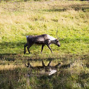 Caribou reflection