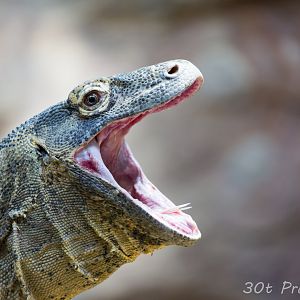 Komodo Dragon wide open mouth