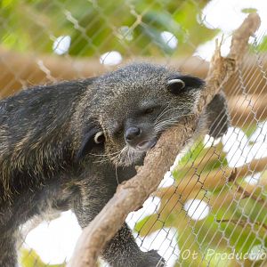 Sleeping binturong