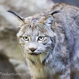 Canadian Lynx