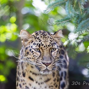 Amur Leopard