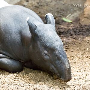Tapir
