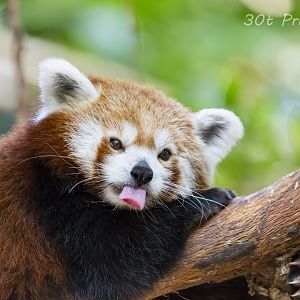 Red Panda refuses to pose