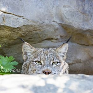 Canadian Lynx