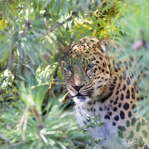 Amur Leopard in the bushes