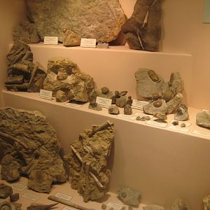 Museum für Natur und Umwelt - Geological display