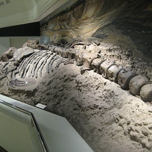 Museum für Natur und Umwelt - Whale skeleton