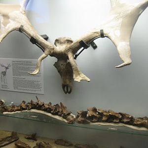 Museum für Natur und Umwelt - Deer skull