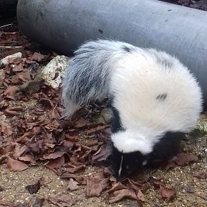 Sparsholt Striped Skunk