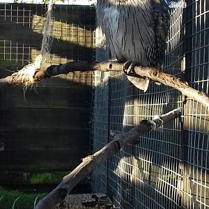 Sparsholt Nothern White-Faced Owl