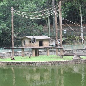 brown capuchin monkey island exhibit