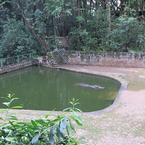 hippo pool