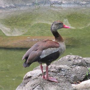 black bellied tree duck