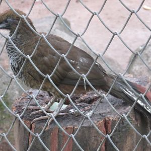brazilian chachalaca