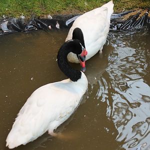 Black-necked swans
