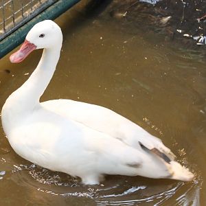 Coscoroba swan