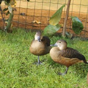 Javan whistling ducks