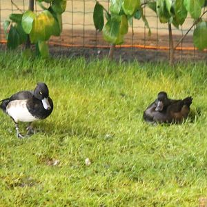 Tufted ducks