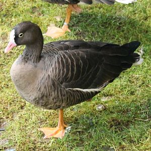Lesser White-fronted goose