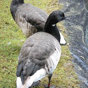 Dark-bellied brent geese