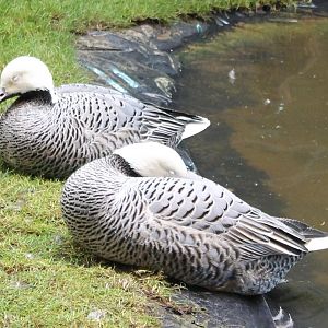Emperor geese