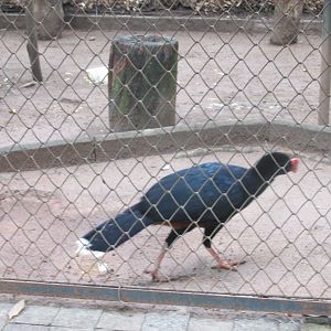 razor billed curassow