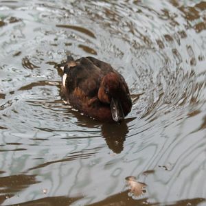 Ferruginous duck
