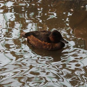 Ferruginous duck