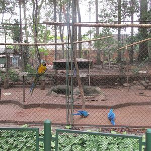 macaws and seriema in flight cage