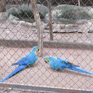 blue and yellow macaws