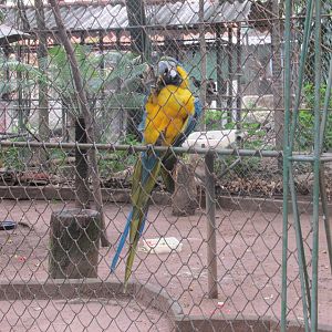 blue and yellow macaw