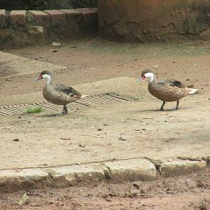 white cheeked pintail