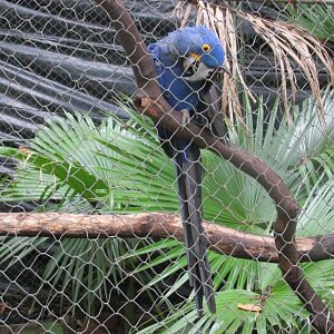 hyacinth macaw
