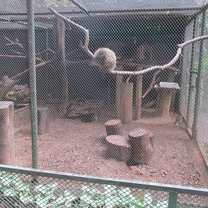 coendu porcupines and burrowing owls