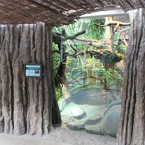 Enclosure Lesser Antillean iguana