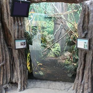 Enclosure Mountain chicken - Green basilisk