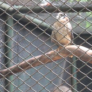 brazilian sparrow hawk
