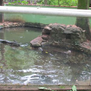 neotropical otter exhibit