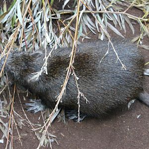 Cuban hutia