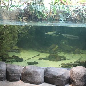 American freshwater tank