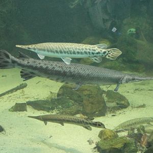 Spotted and Long-nose gars