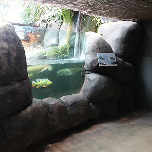 Caiman and fish enclosure