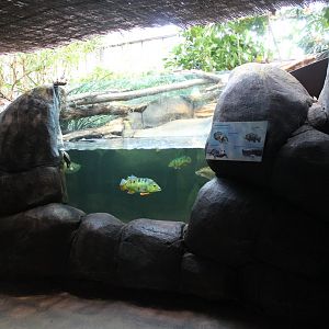 Caiman - fish enclosure