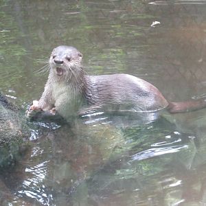 neotropical otter