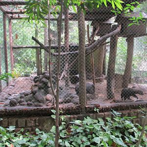tayra exhibit
