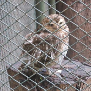south american burrowing owl