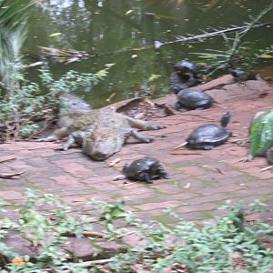 BROAD SNOUTED CAIMAN AND TURTLES