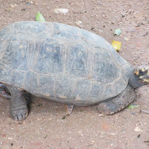 yellow footed tortoise