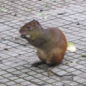red rumped agouti