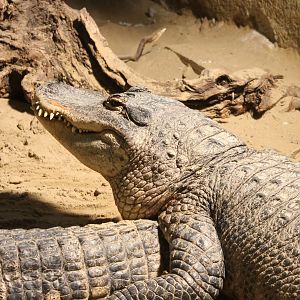 American alligator